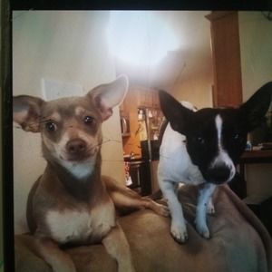 Meet your Posher, Frances